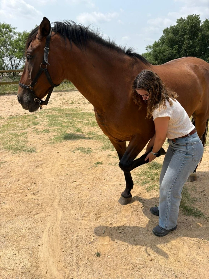 Connection with horses activity